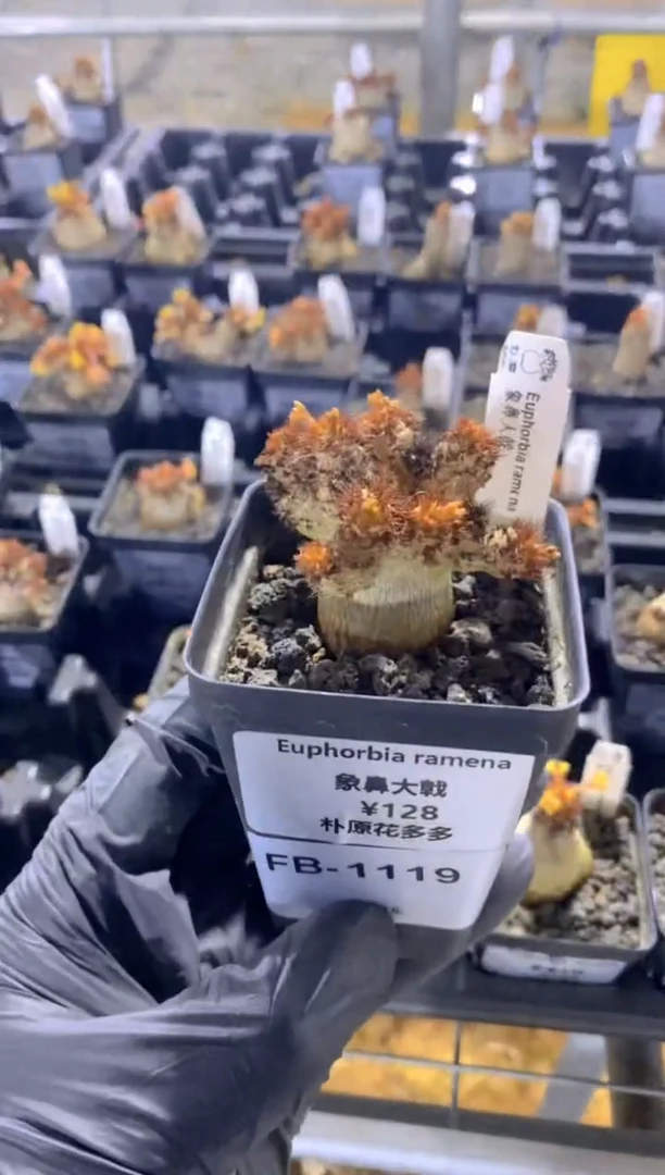 【闪购商品】象鼻大戟FB-1119