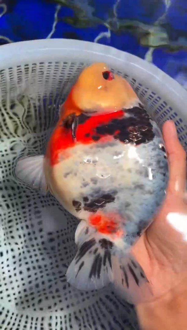 金鱼（运费自理，马印灯照射）福州追鱼兰寿金鱼