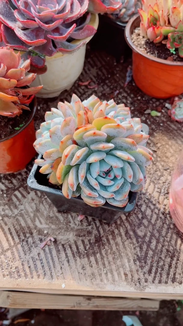 昕*多肉植物一物一拍17091