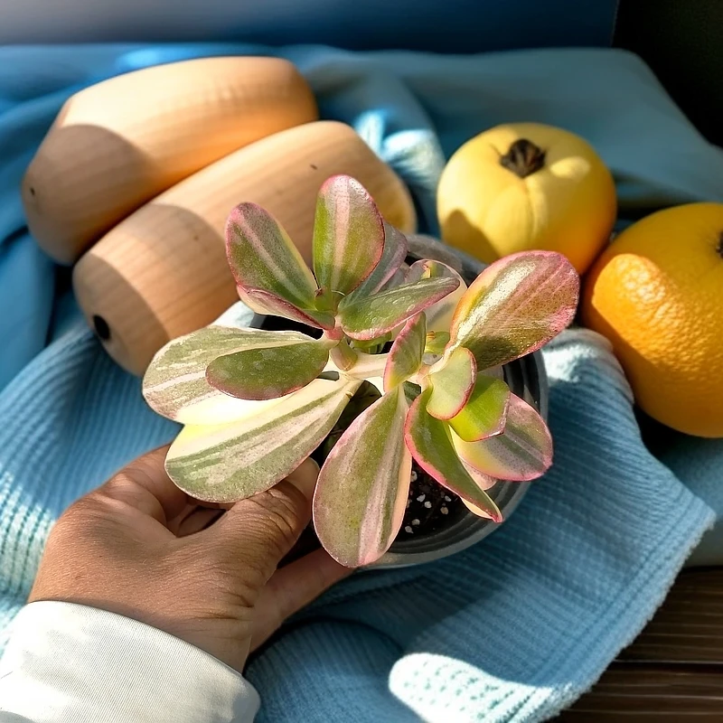 老花月锦   春天多肉植物