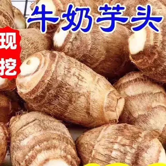 现挖芋头云南新鲜牛奶小芋头毛芋头香芋应季芋头芋艿粉糯