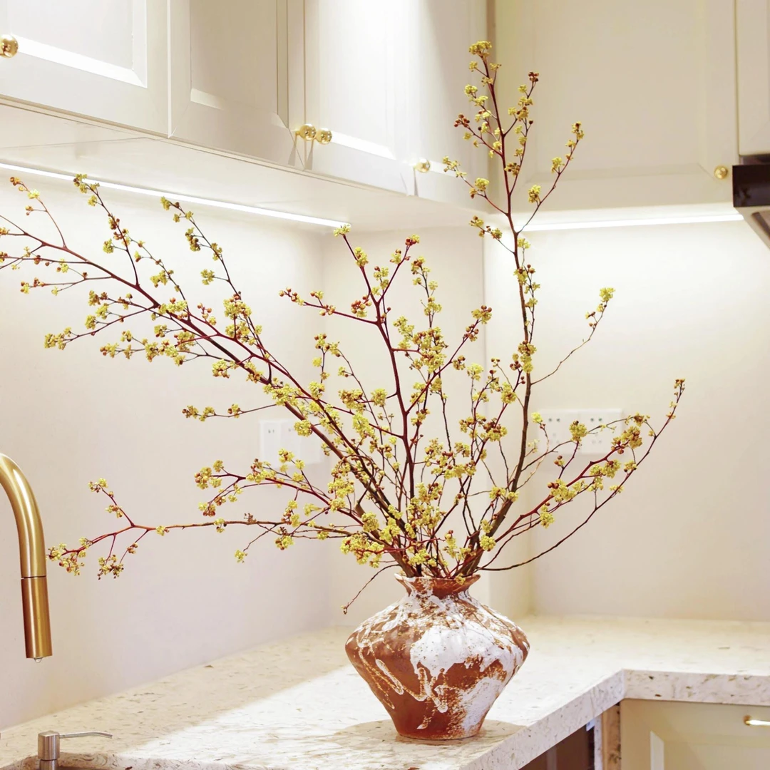 灯台花｜水培植物水养鲜花室内插花可做干花好养绿植花卉