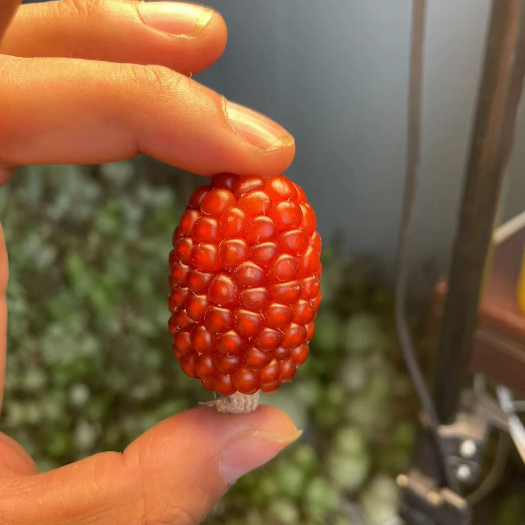 手把文玩小玉米单色紫5-10公分随机发三把