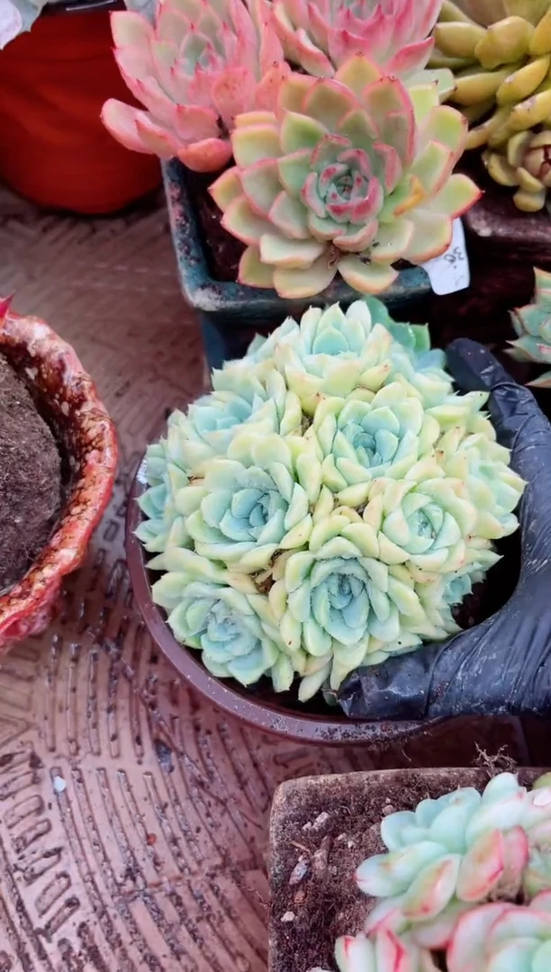 啊*姐16059多肉植物一物一拍