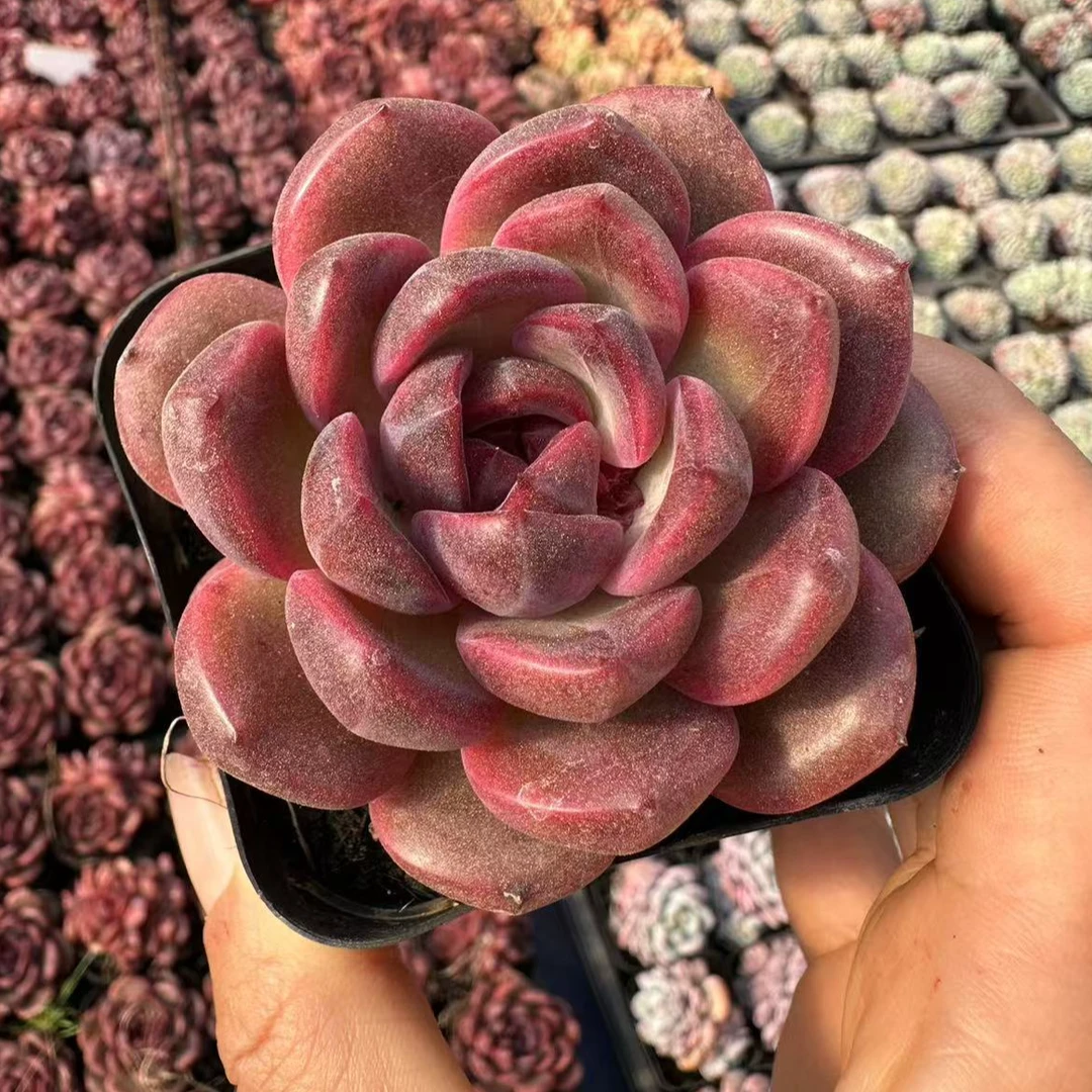 7#紫薇多肉植物  前男友精品多肉