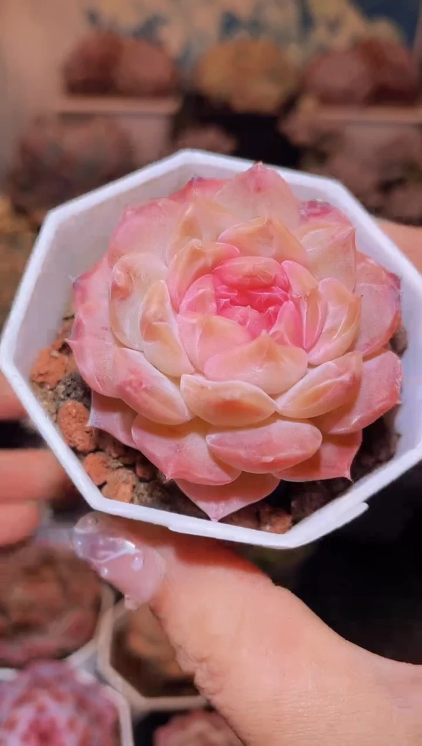 【闪购商品】228梦幻泡影