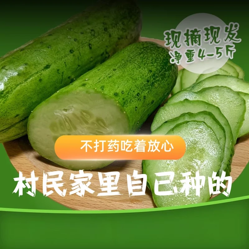 新鲜采摘秋黄瓜农户家种黄瓜现摘现发口感脆甜