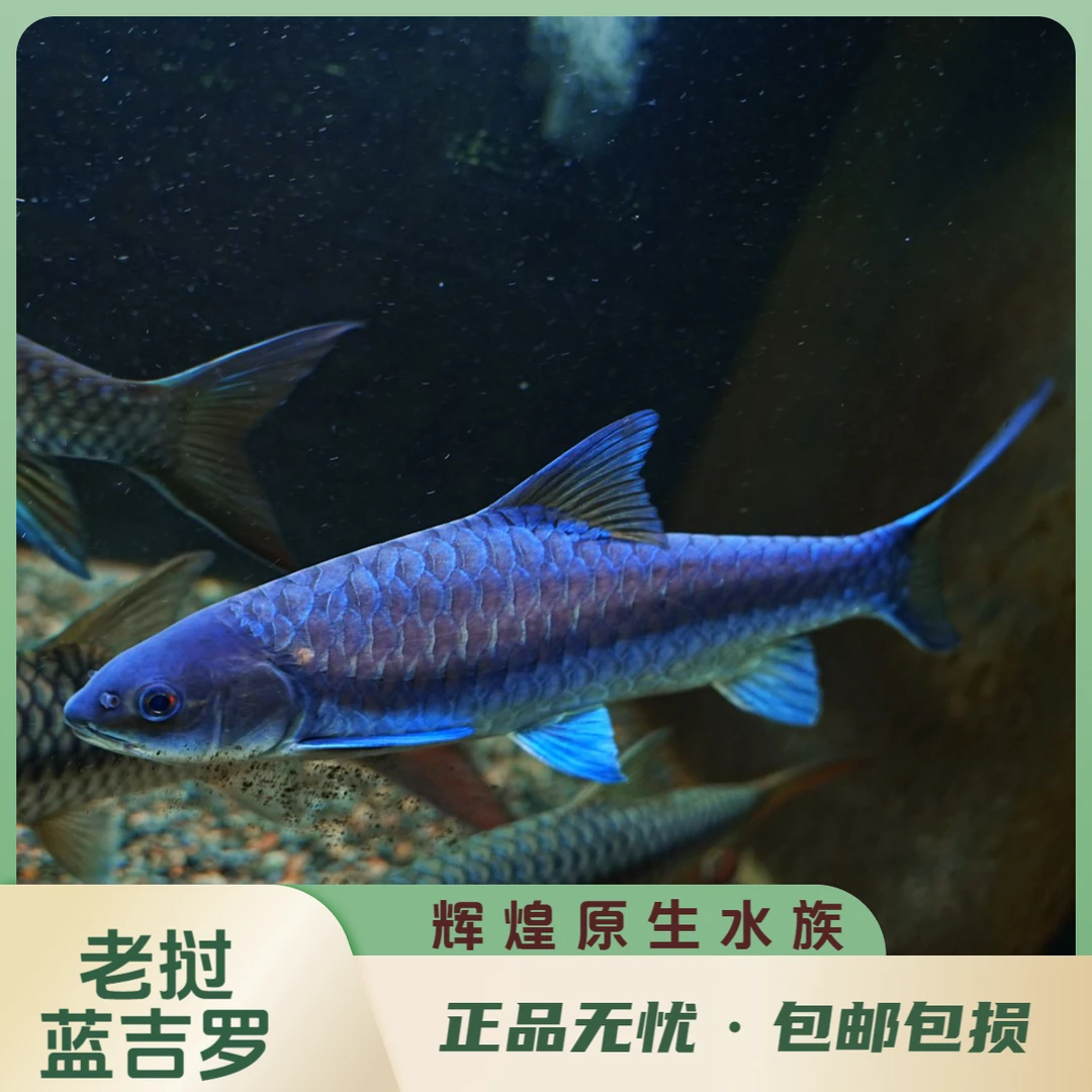 老挝蓝吉罗#原生鱼#广温鱼#冷水鱼