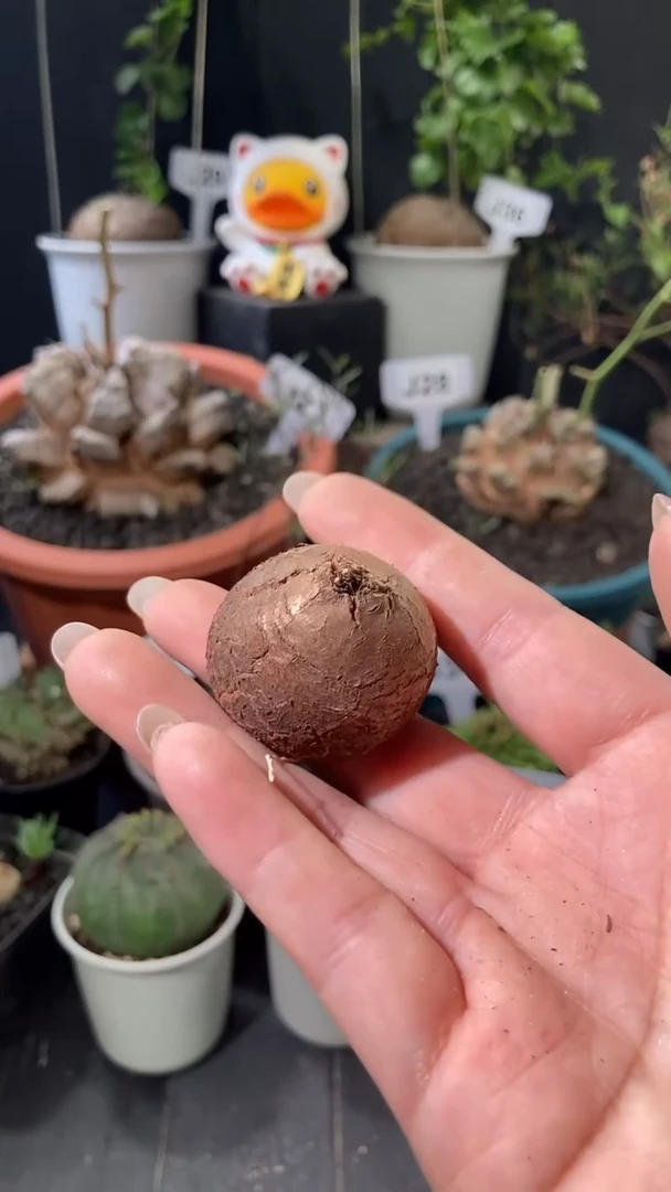 【闪购商品】服盆练手南非龟甲龙3-4cm随机