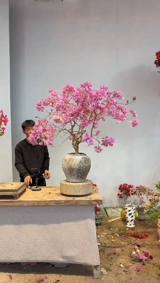 以实际为准三角梅52