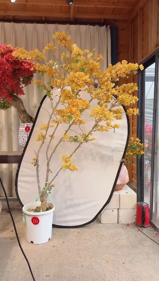 【闪购商品】盆景柠檬黄