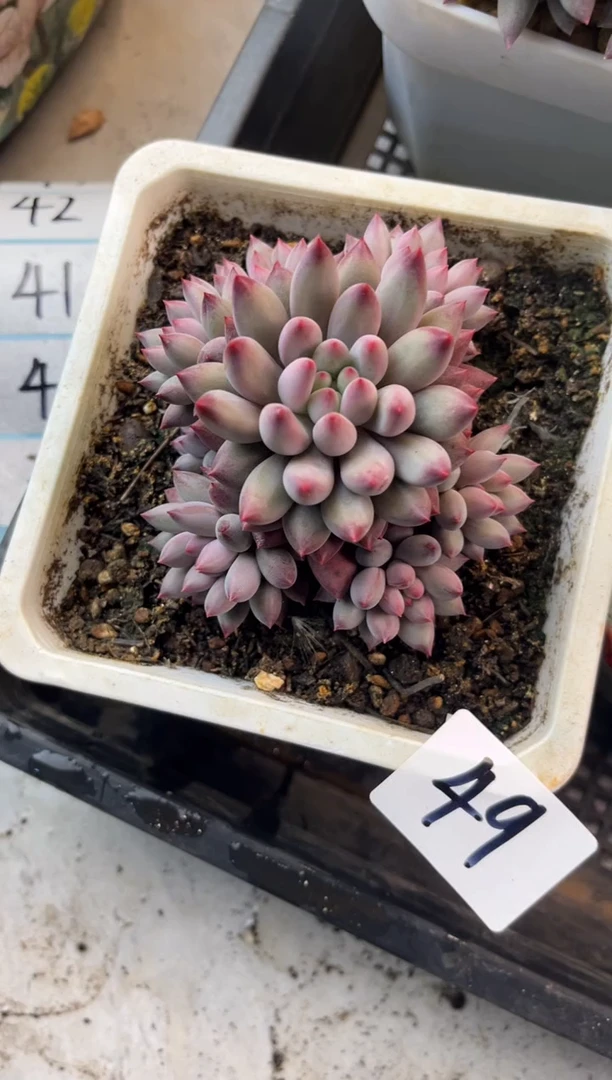 椰****）49车厘子1111111111111111