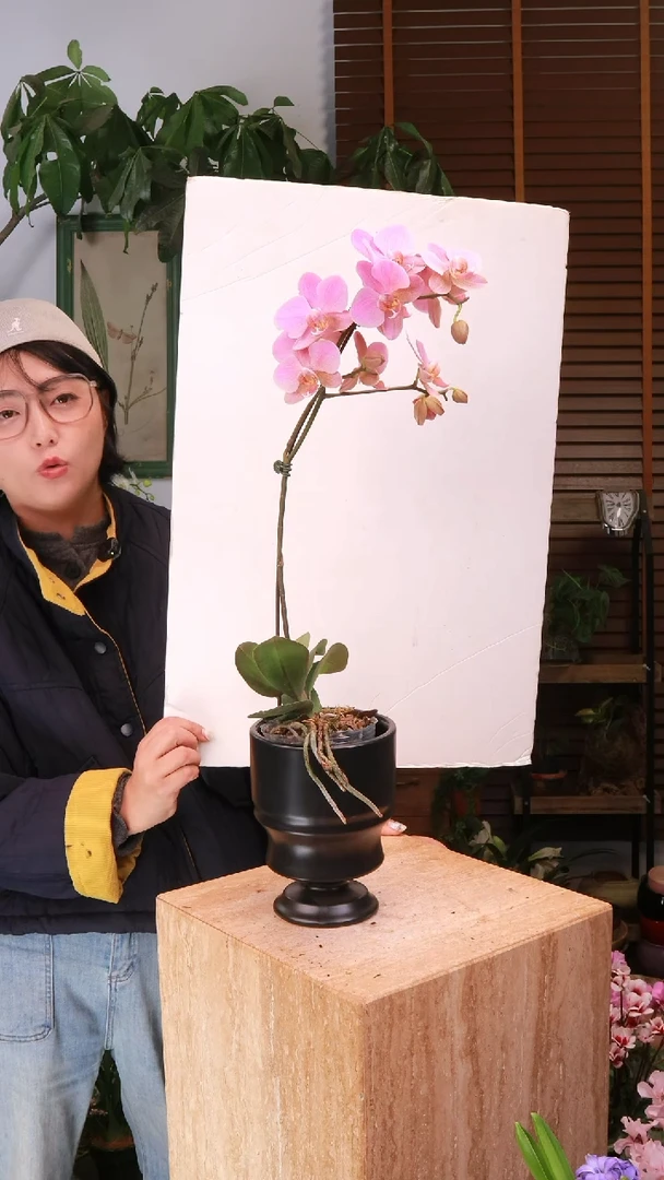 全部花朵 蝴蝶兰  带盆 种好发货 顺丰包邮