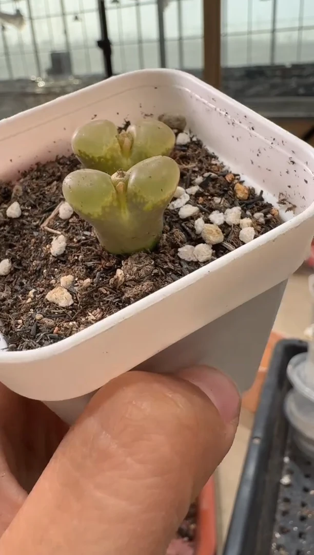 25-127多肉植物肉锥
