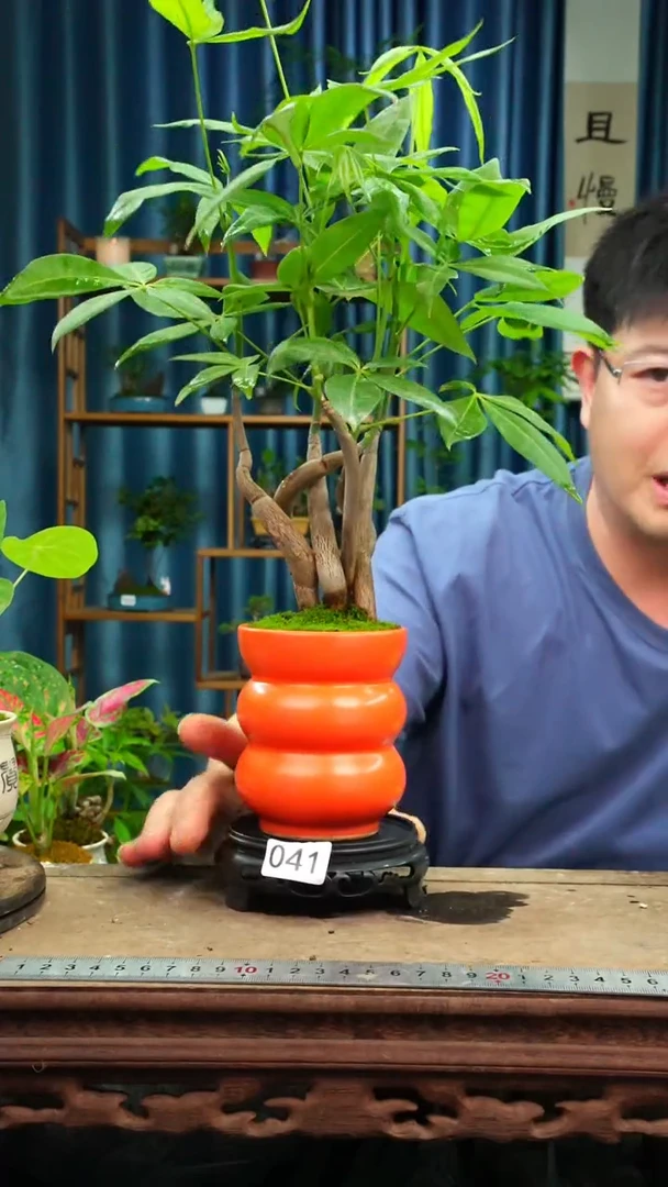 无花朵苔藓微景观041号