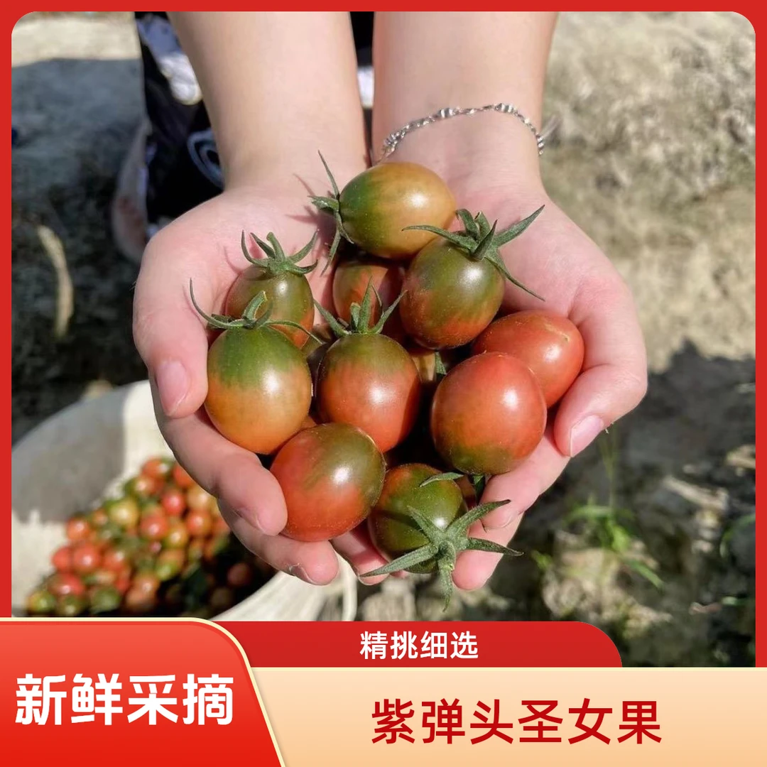 紫弹头小番茄新鲜圣女果西红柿农家应季水果现摘自然成熟