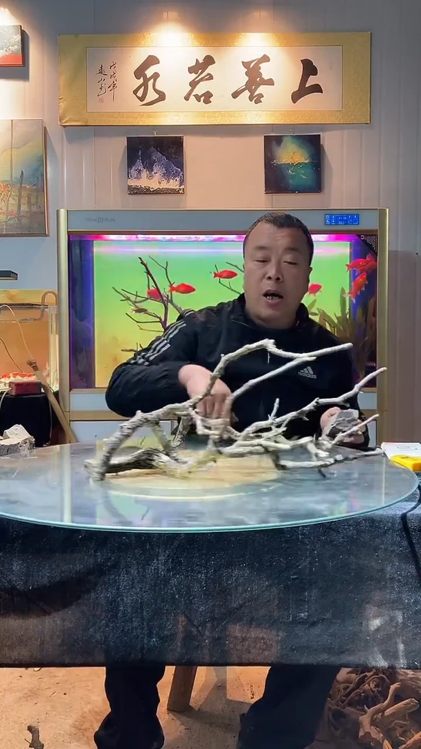 107号天然黄栎木1组适合50缸