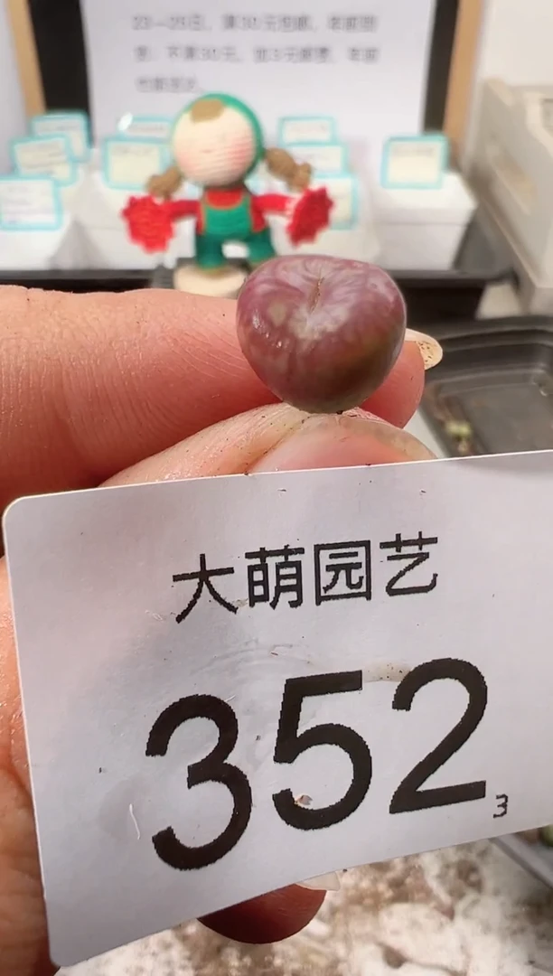 【闪购商品】++++352