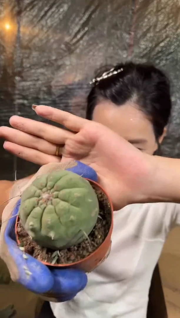 佛头奇仙玉5cm左右 9.99