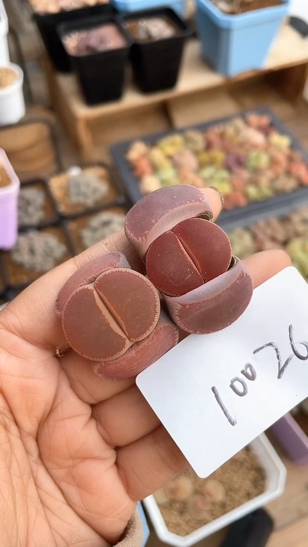 【闪购商品】10026直播一物一拍