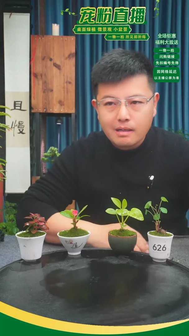 无花朵苌*苔藓微景观626号