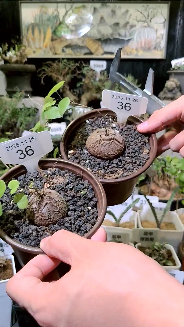 36号1126福利南非龟甲龙买一送一