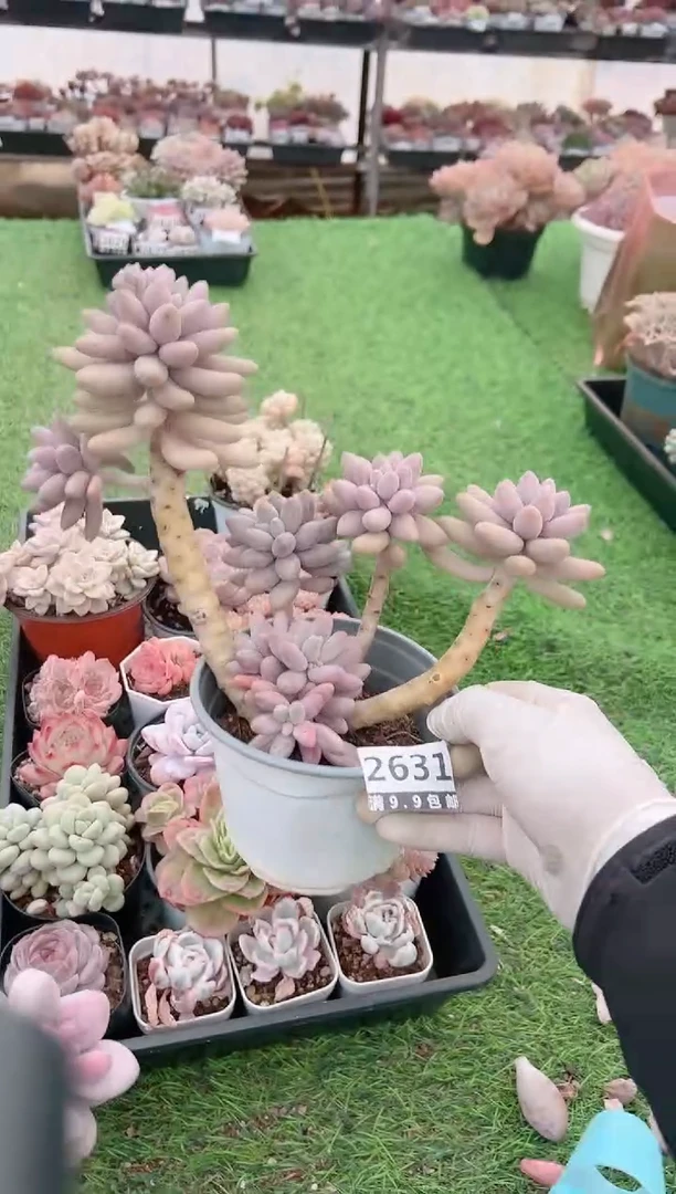 【闪购商品】信福多肉一物一拍