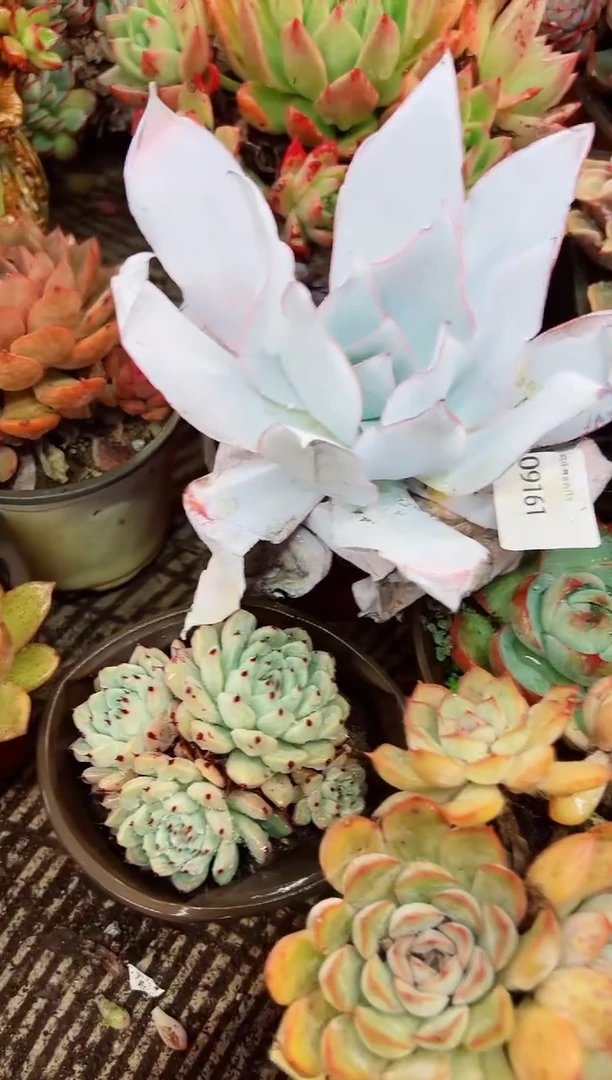 多肉植物一物一拍09161