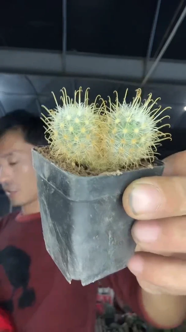 双头菊慈童49.99
