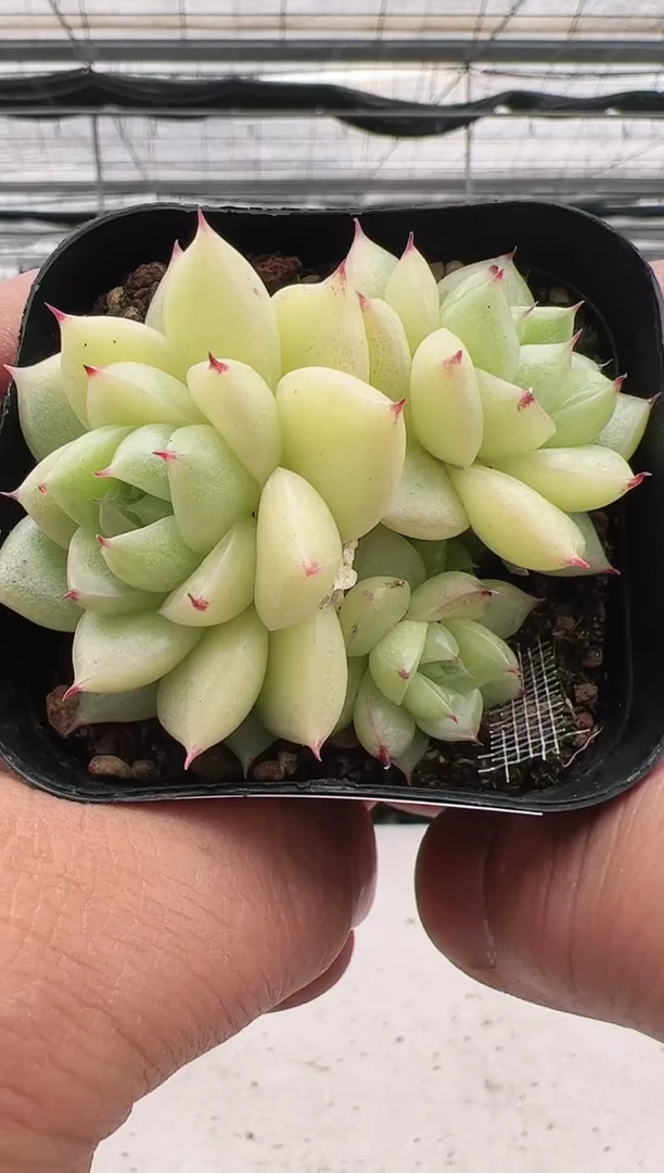 【闪购商品】新款多肉-46