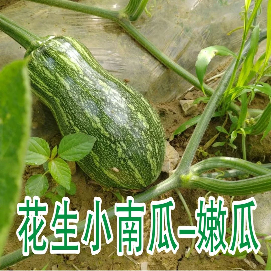 甜蜜嫩南瓜重庆涪陵本地农家原生态嫩南瓜新鲜南瓜