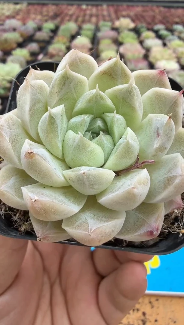 东云多肉园二店-72