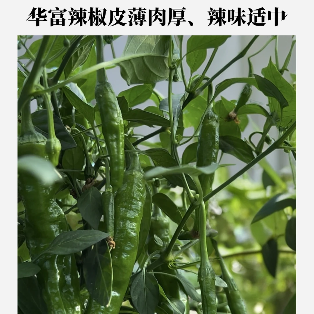 金龙辣子华富辣椒