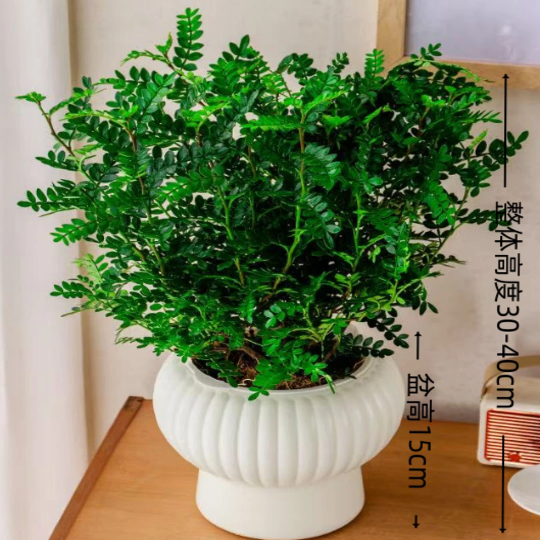 （五年老桩）清香胡椒木绿植驱蚊虫植物花卉盆栽四季常青净化空气