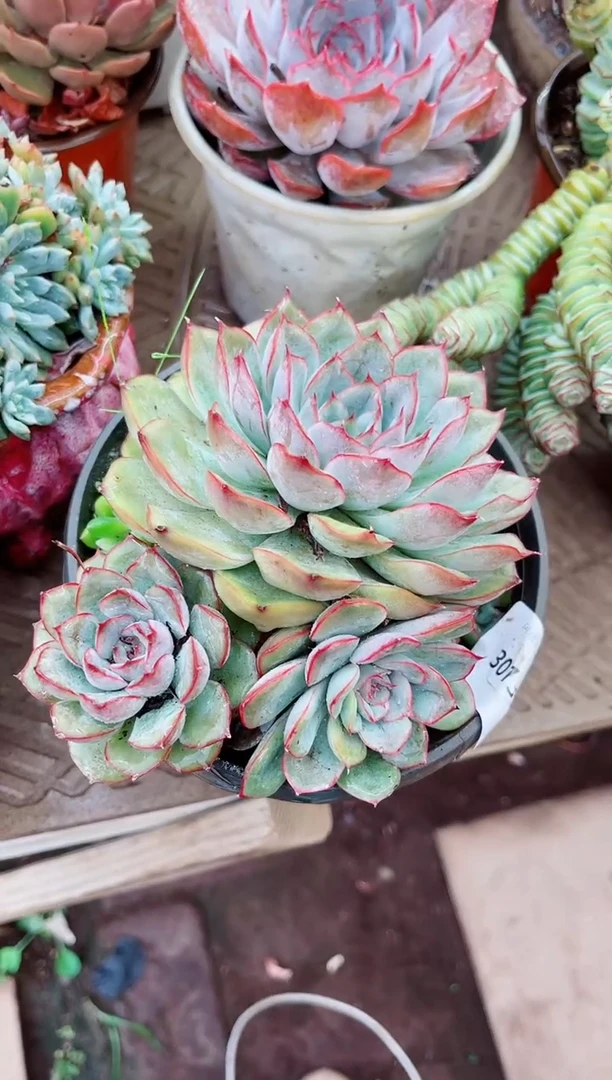 很***?30135多肉植物一物一拍