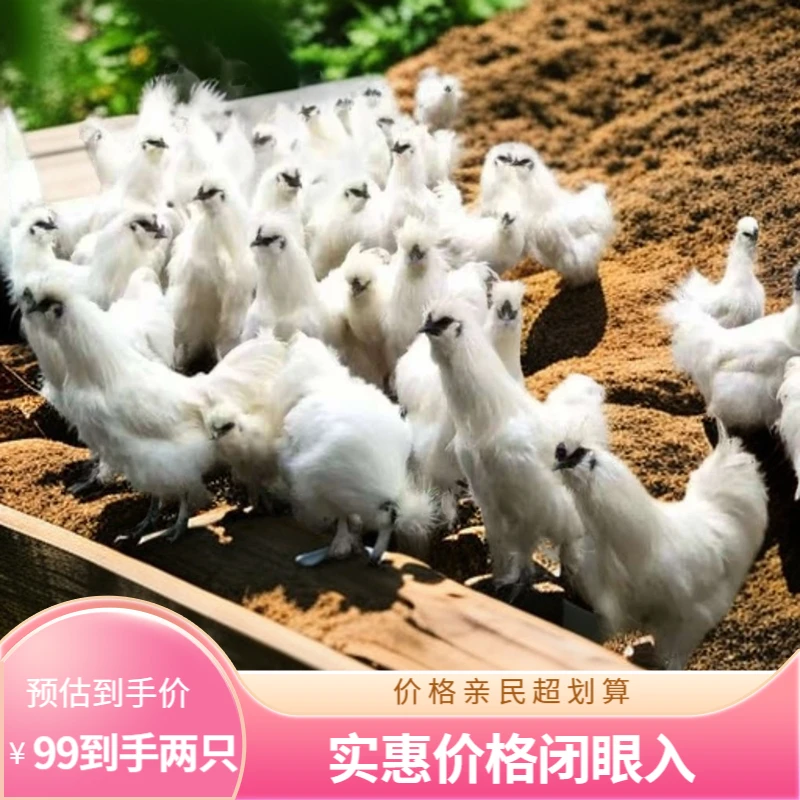 广西农村放养竹丝鸡，当日现杀，肥瘦可备注