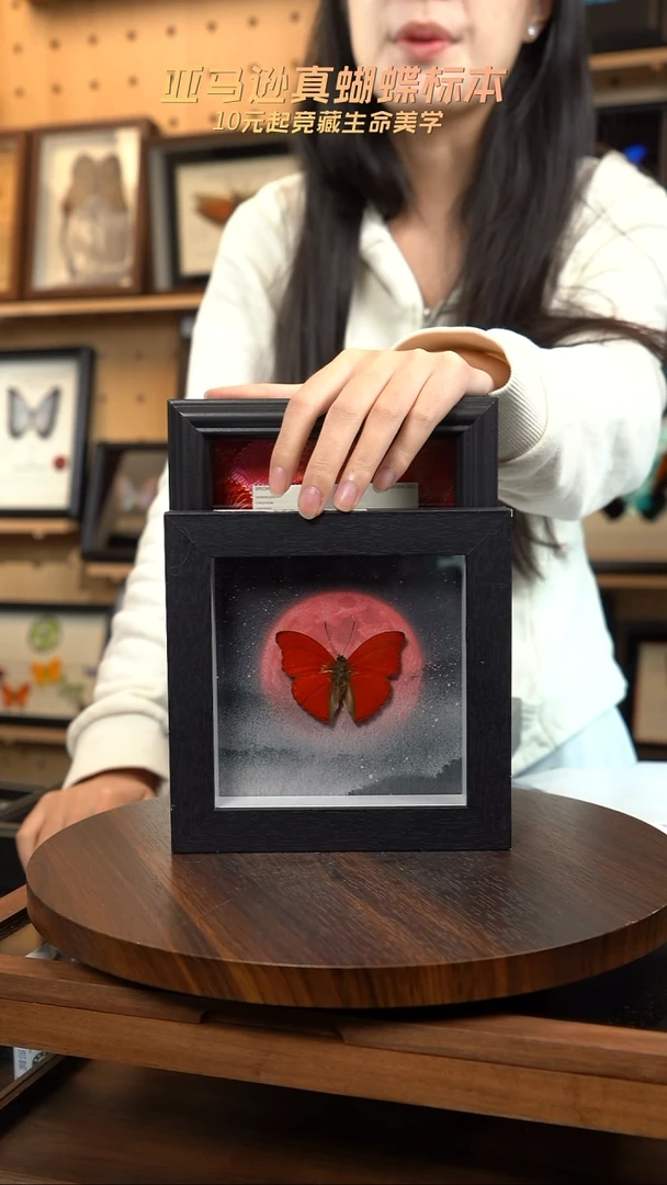 血漪蛱蝶6寸黑色方框红日款