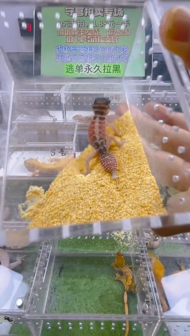 豹纹守宫豹纹肥尾瘤尾苗子亚成成体