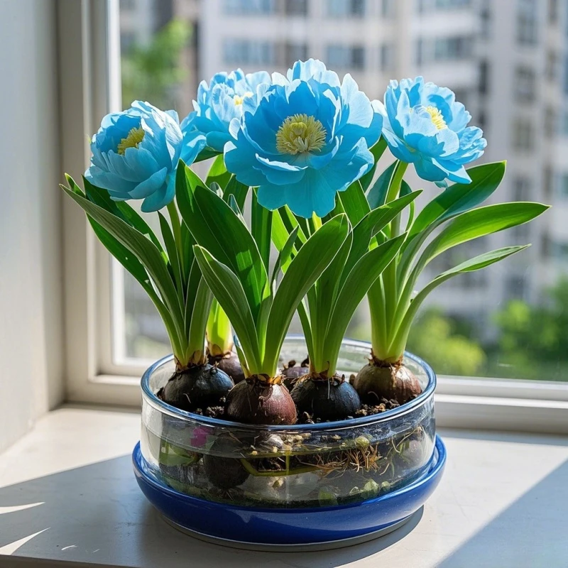 【香水兰花】浓香型水培兰花大球花室内外四季可种水培花卉好养活