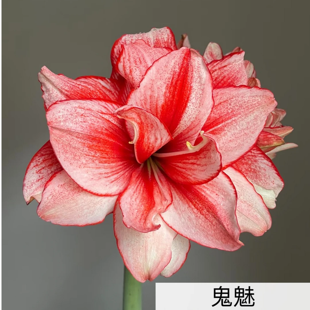 朱顶红鬼魅(送肥料)