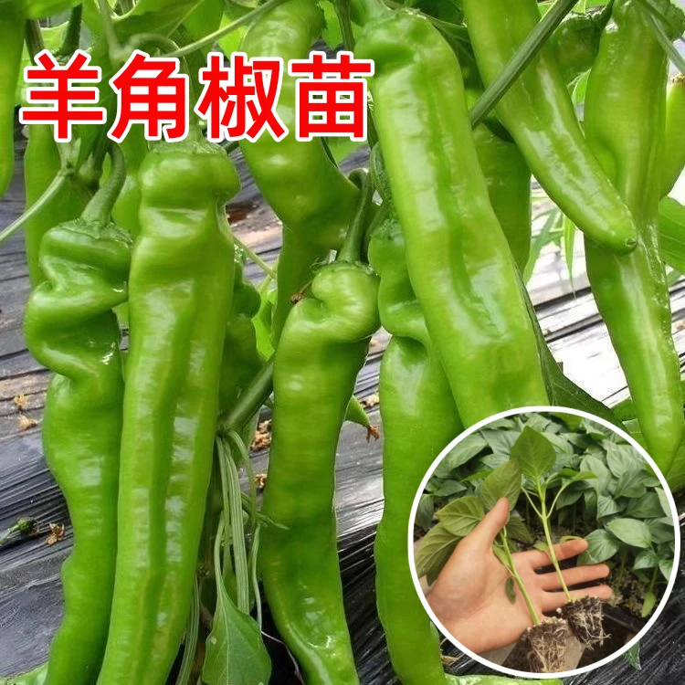 大果羊角辣椒苗秧苗特大牛角椒青椒黄皮尖椒苗高产春季蔬菜苗种孑
