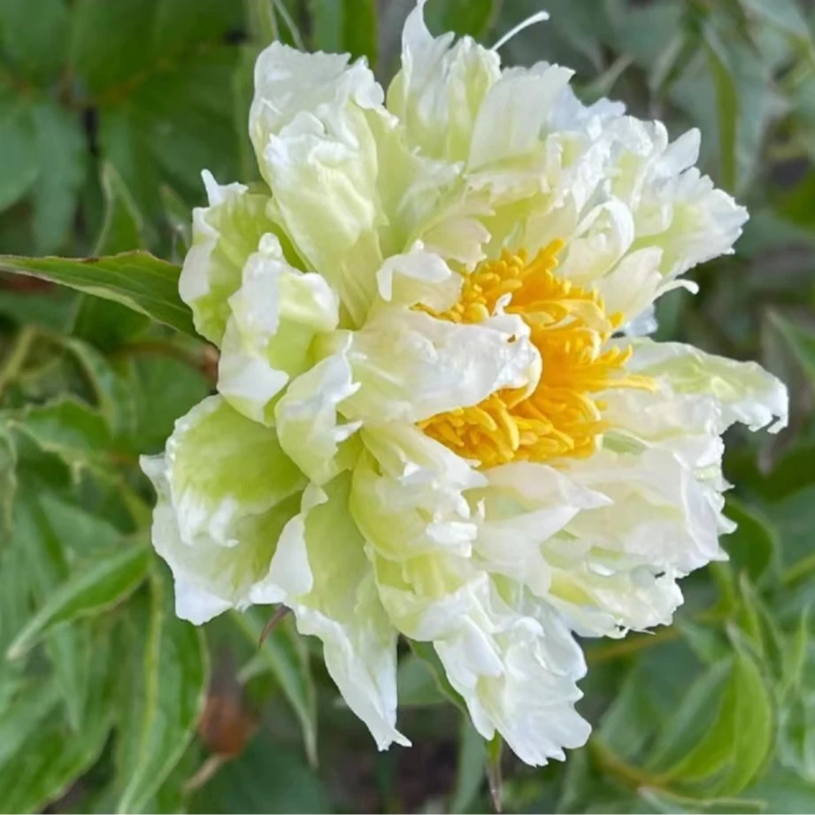 【绿莲】芍药花苗，耐寒耐旱。送肥料。