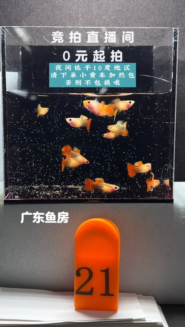 孔雀鱼红礼服玻璃猫12只编号21