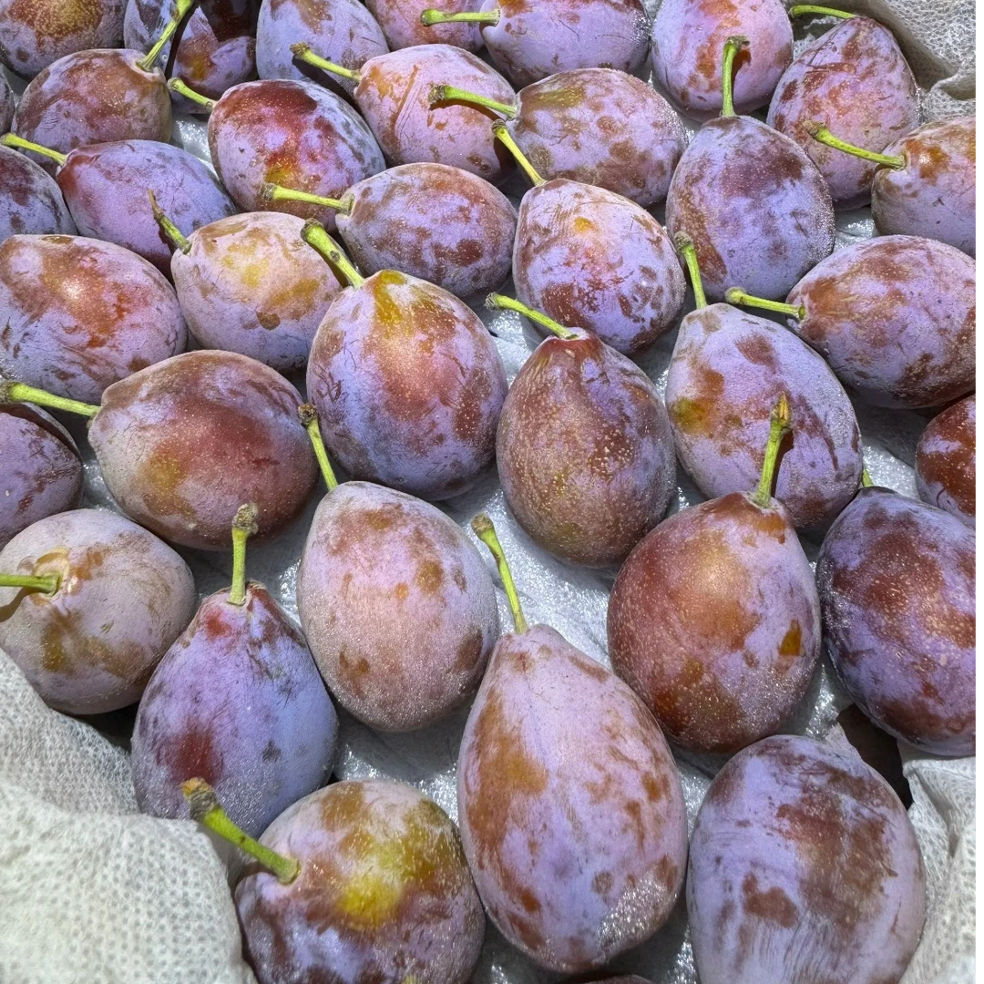 精品西梅  500g±50g
