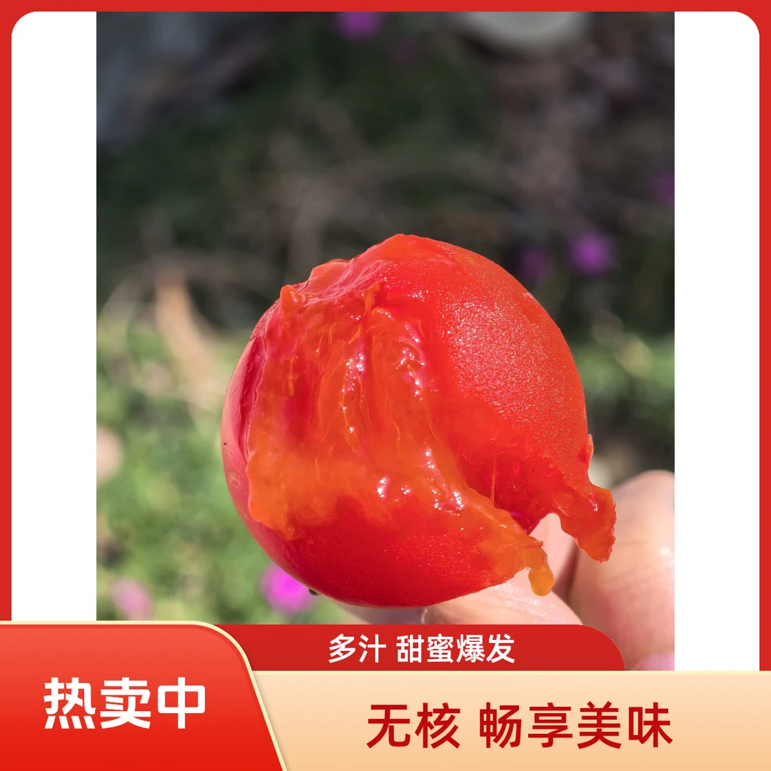 （放软吃）中条山下虞柿红季节水果珍珠柿一口甜你心