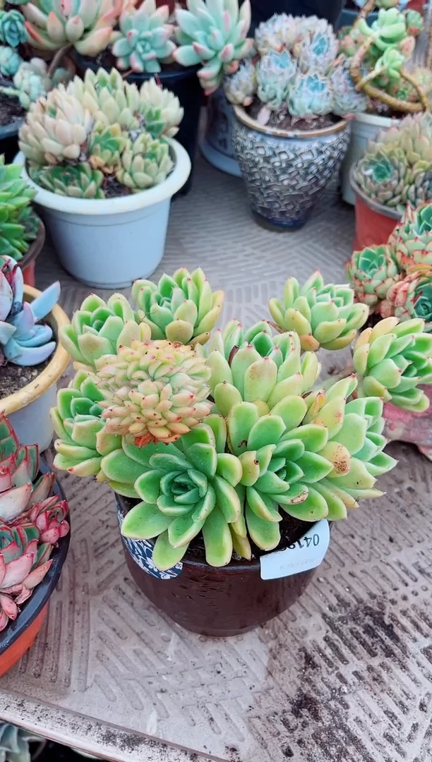 04199多肉植物一物一拍