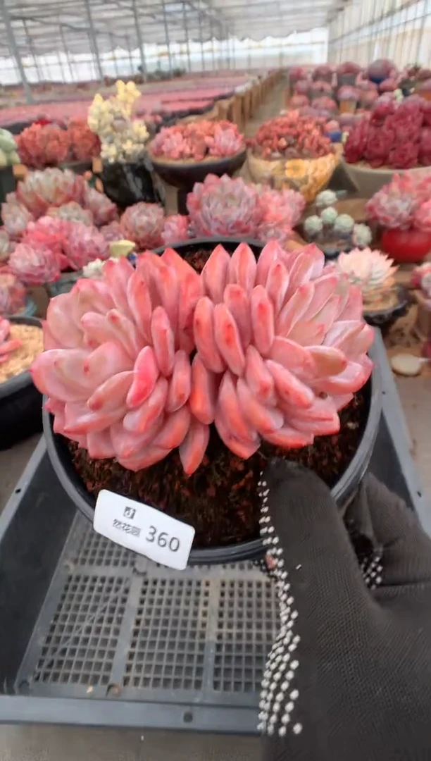 360韩橙多肉植物一物一拍