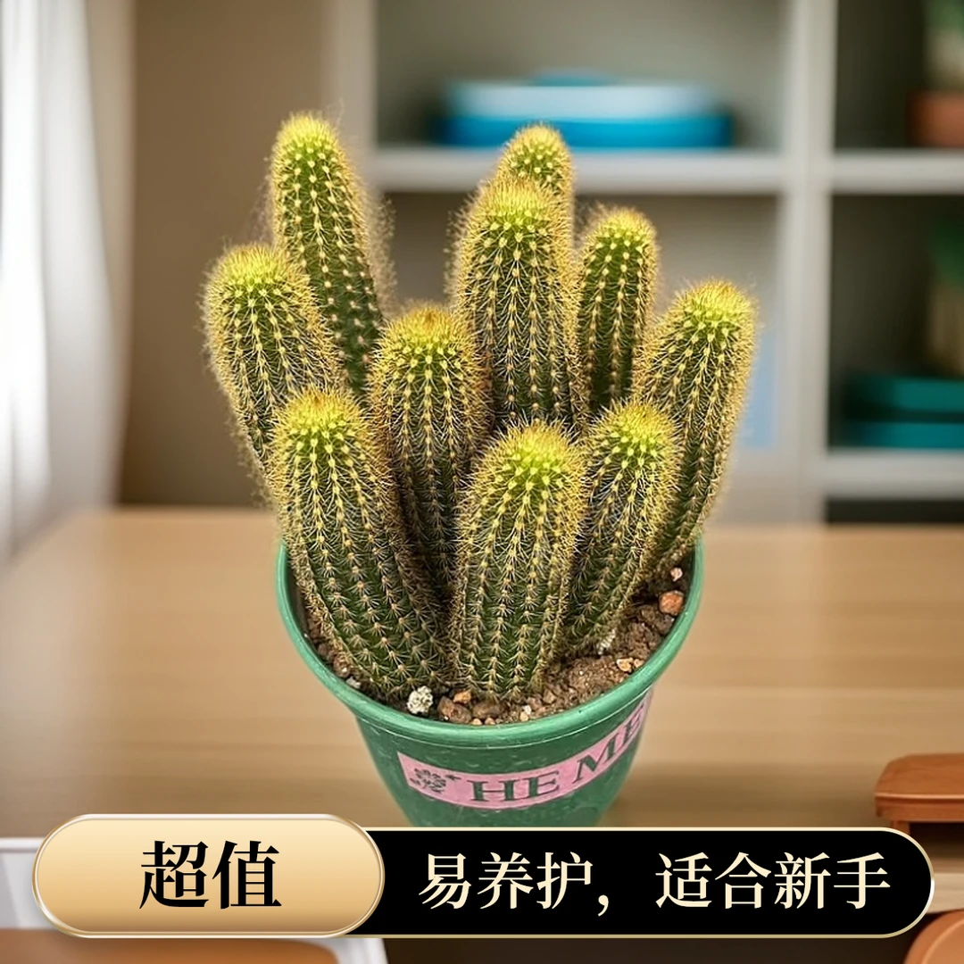 紫水晶多头开花群生多肉植物喜光阳台庭院好养易活