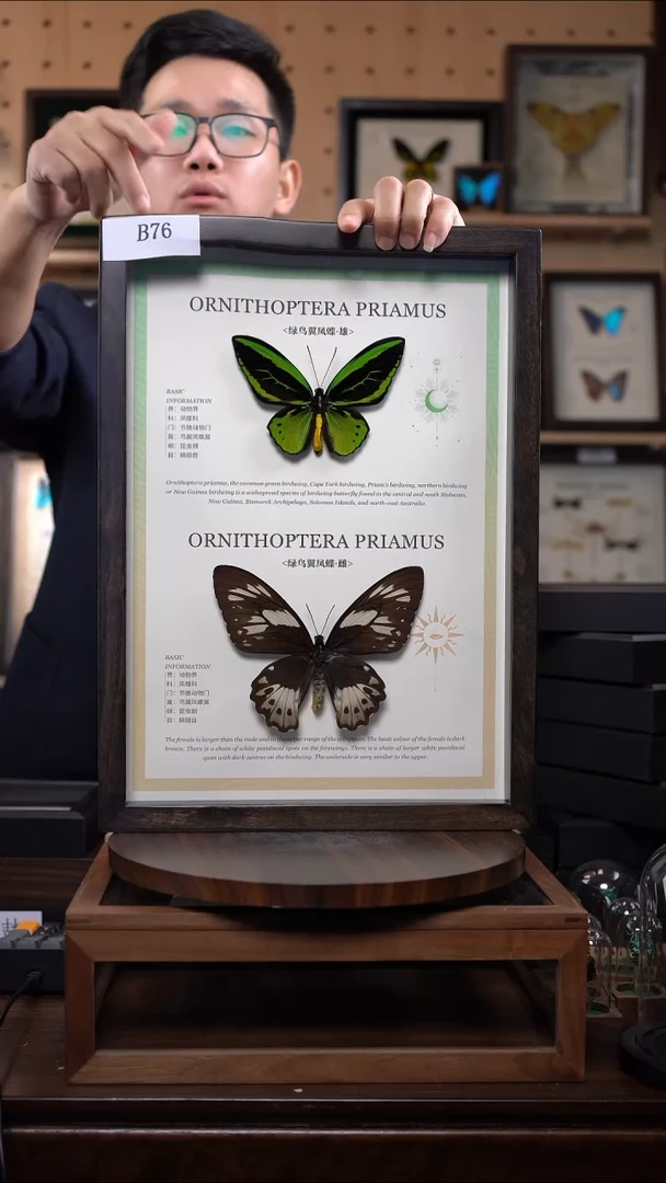 动物标本摆件竞拍b76