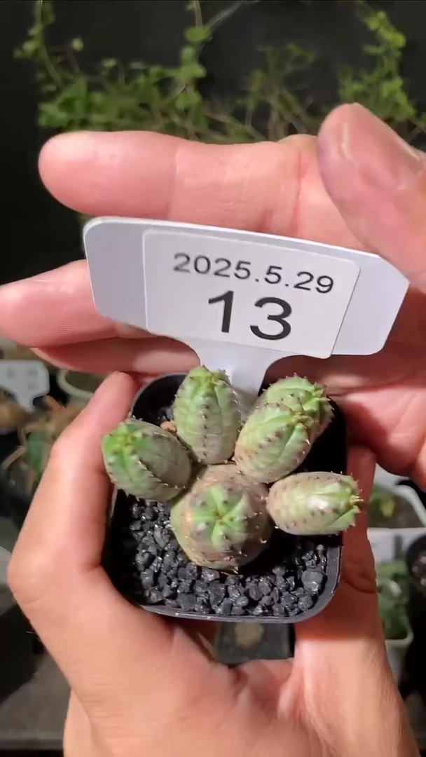 13号5.29.福利自子布纹球